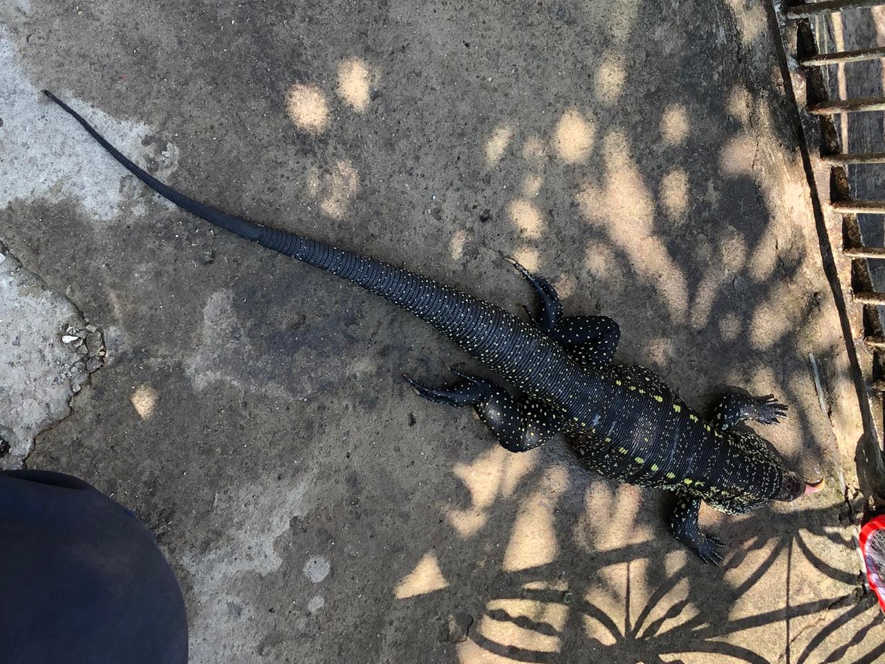 Bombeiros resgatam lagarto em residência no bairro Caiçaras