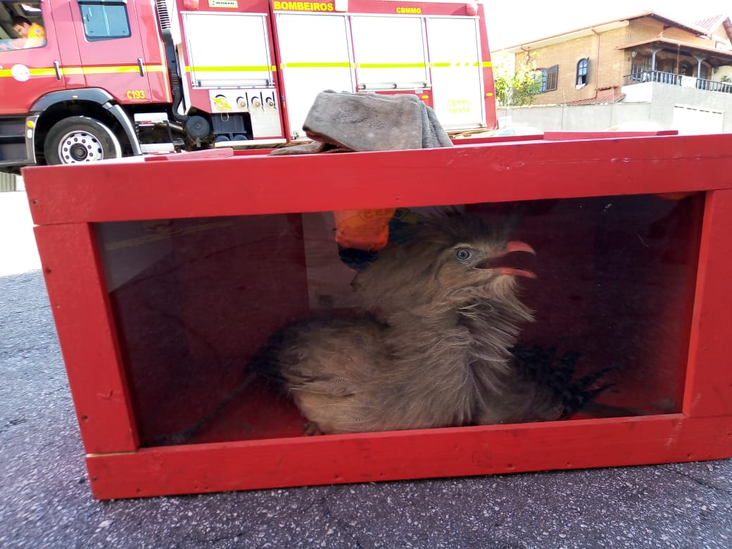 Siriema é capturada em loja na região central de Barbacena