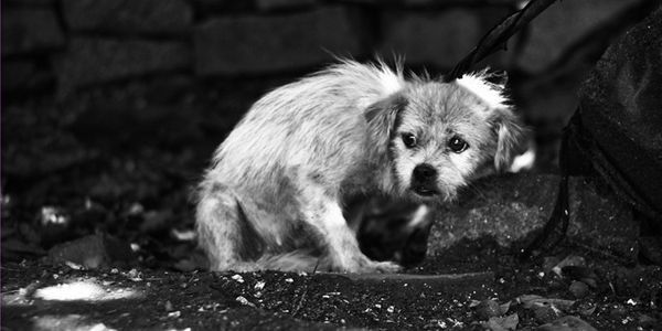 Cadeia para maus-tratos é vitória histórica em prol dos animais, diz Célio Studart